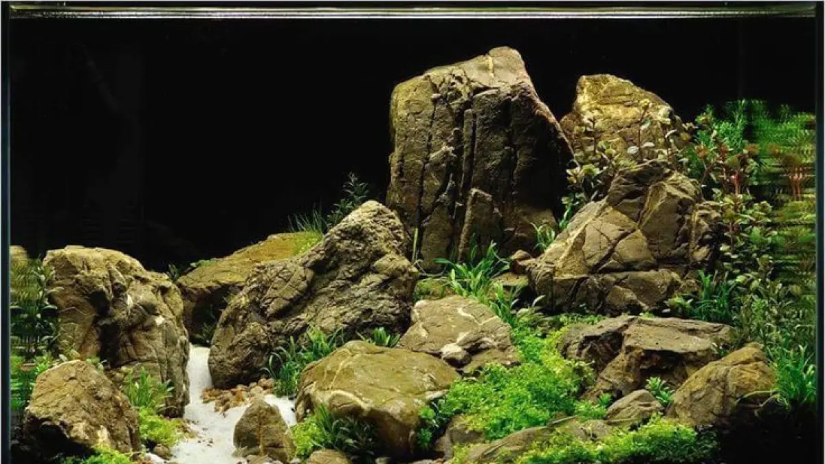 Akuarium Hillstream Ledge: Proyek Aquascaping Memukau dengan 15 Zebra Danio di Blitar