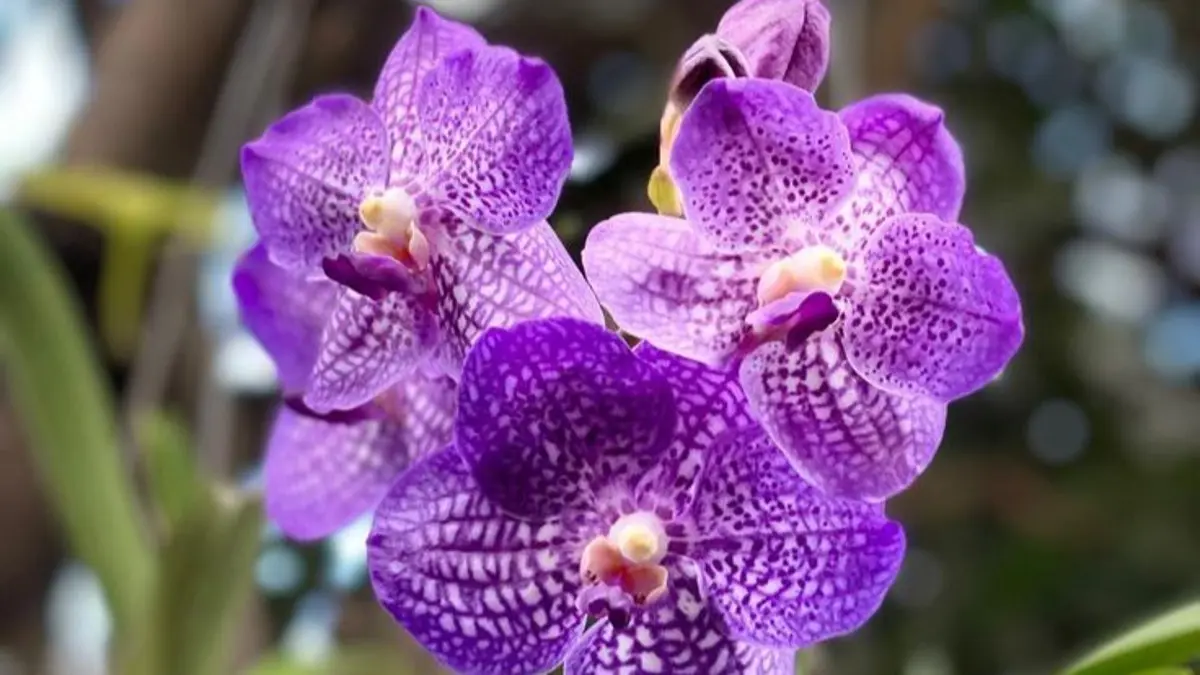 Anggrek Vanda: Pilihan Ideal bagi Penghobi Tanaman di Blitar