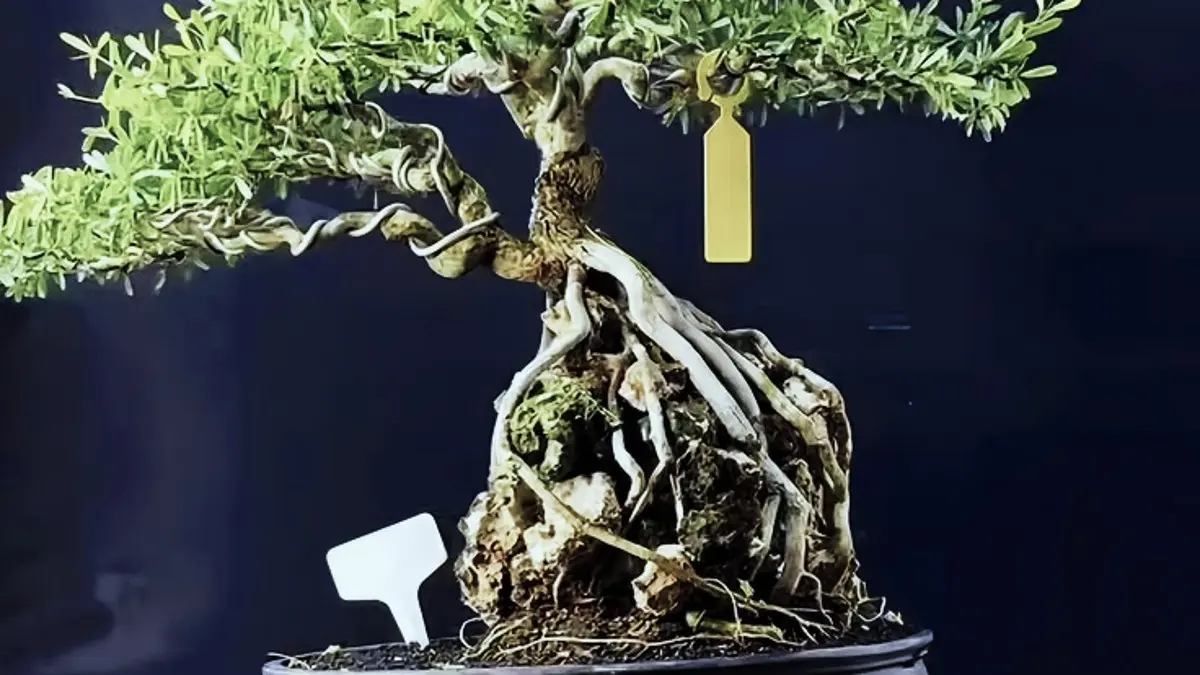 Bonsai Loa Jumbo 15 Tahun Dikirim ke Sragen untuk Kontes Raksasa