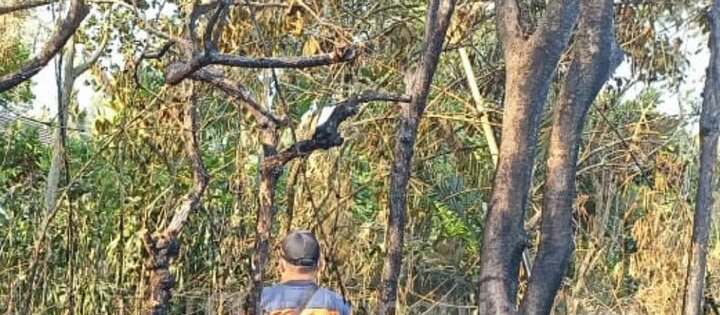 BPBD Blitar Catat 9 Kasus Kebakaran Hutan dan Lahan, Warga Diimbau Waspada