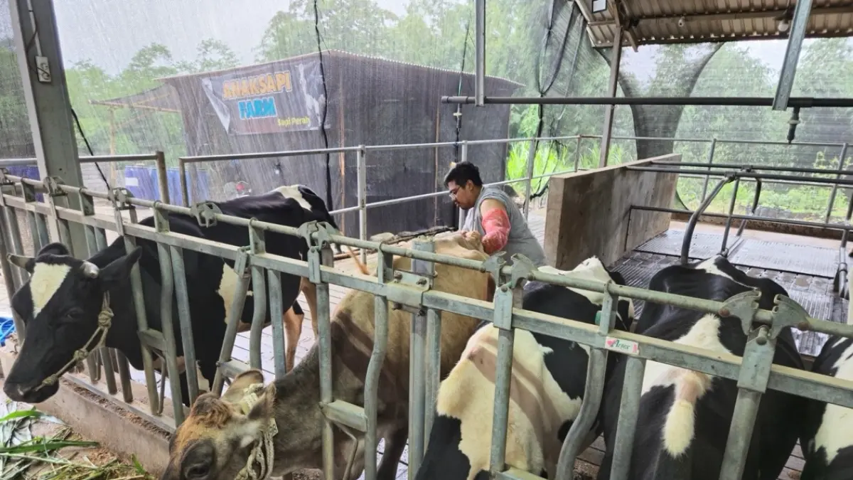 BRI Peduli Tingkatkan Kapasitas Peternak Sapi Perah di Blitar Melalui Program Klaster Unggulan