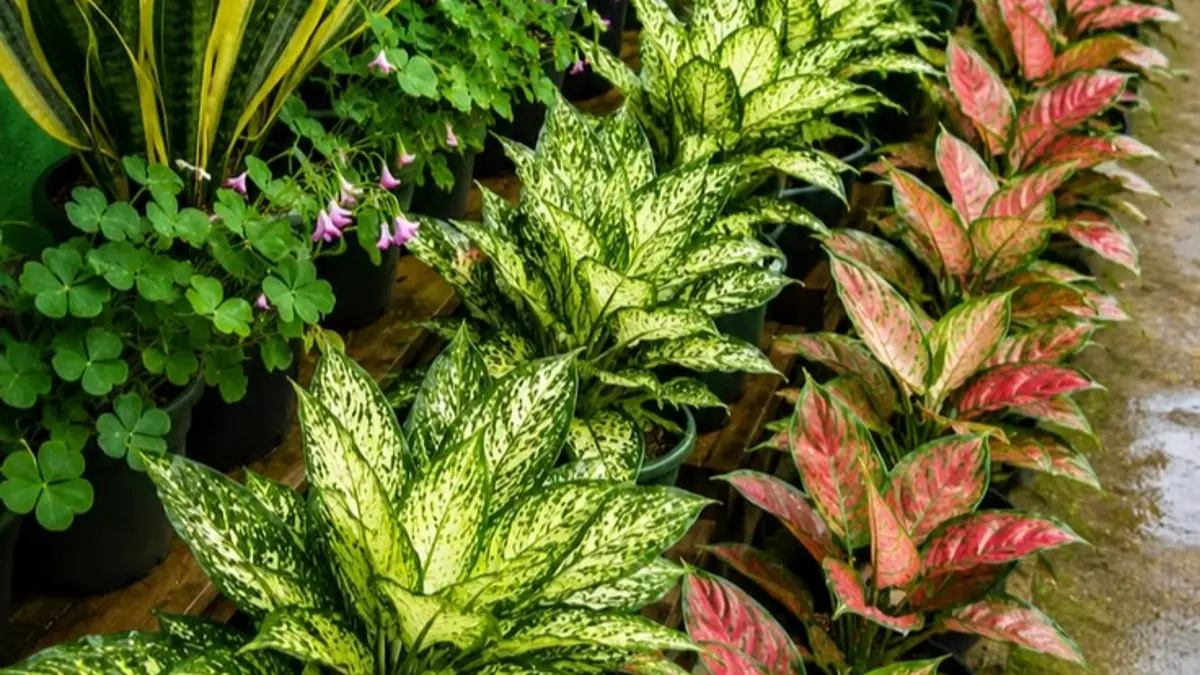 Cara Perawatan Aglonema Merah: Tips Pupuk dan Penempatan yang Efektif