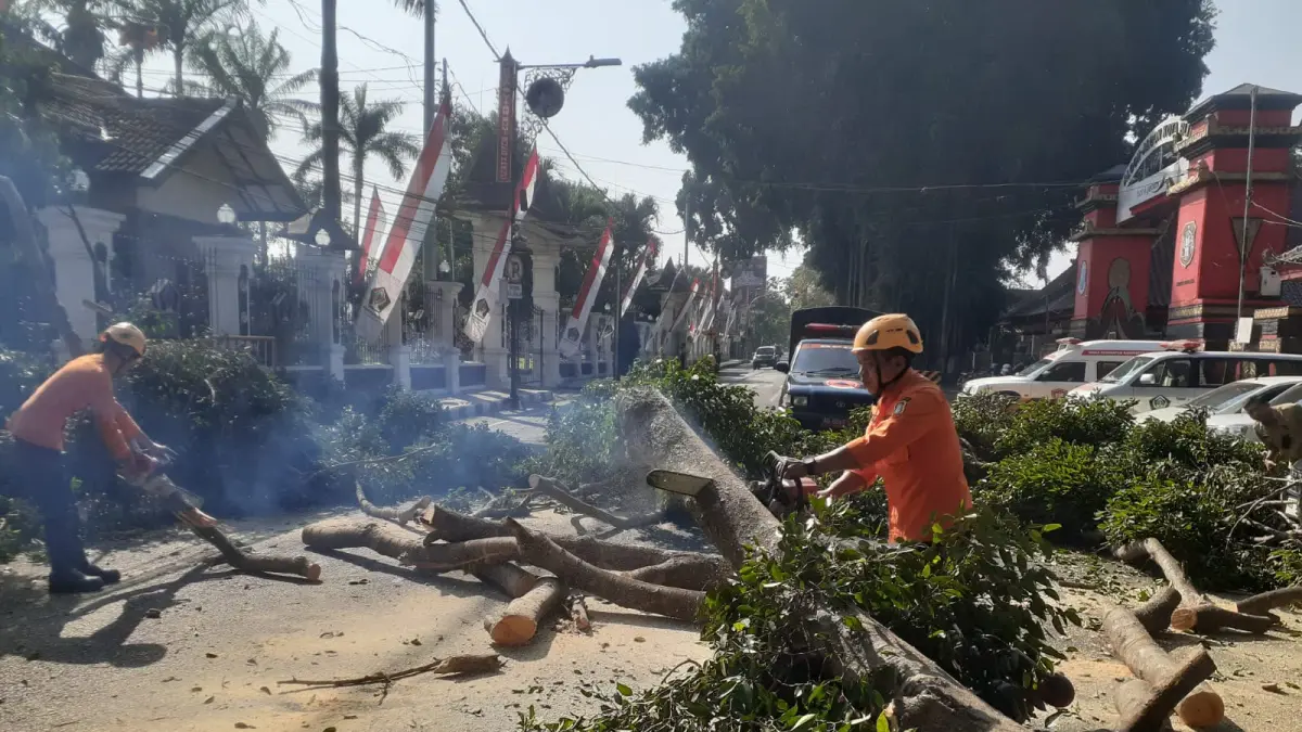 Dahan Pohon Beringin Tumbang di Jalan Semeru, Pengendara Motor Terluka