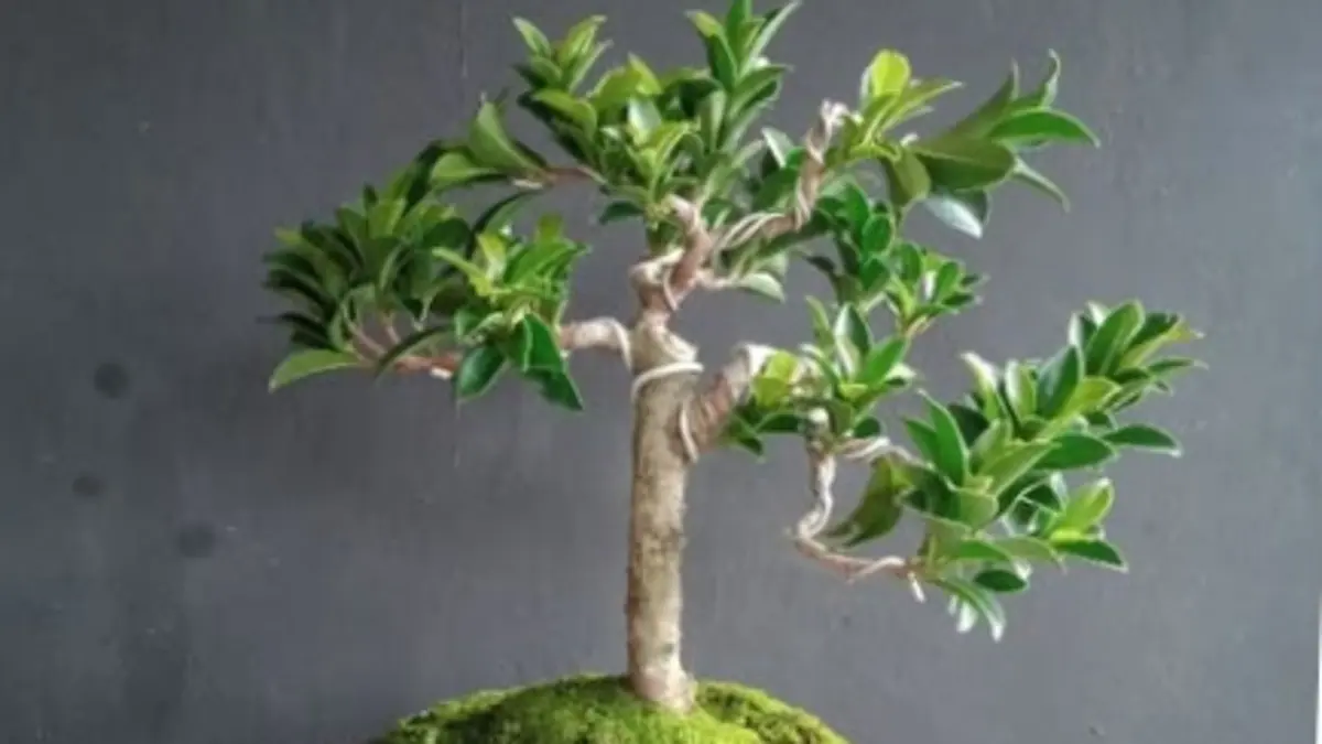 Festival Bonsai Pamekasan 2022: Peserta Mencapai 500, Bonsai Kimeng Dapat Tawaran Rp1 Miliar