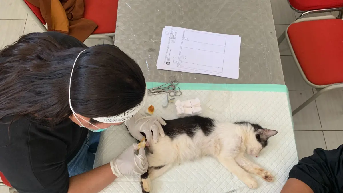 Inisiatif Kastrasi Gratis Kucing di Blitar untuk Kendalikan Populasi Hewan Peliharaan