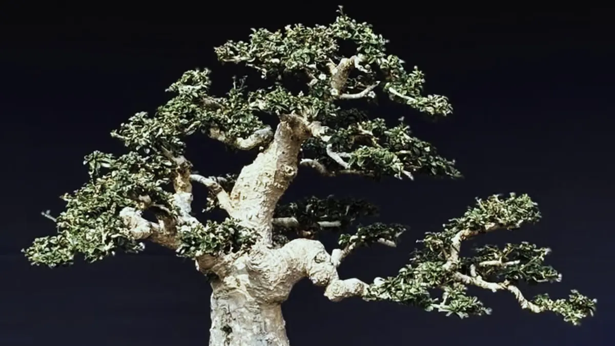 Inovasi Bonsai Serut: Menumbuhkan Tunas Dari Batang Bekas Tebangan