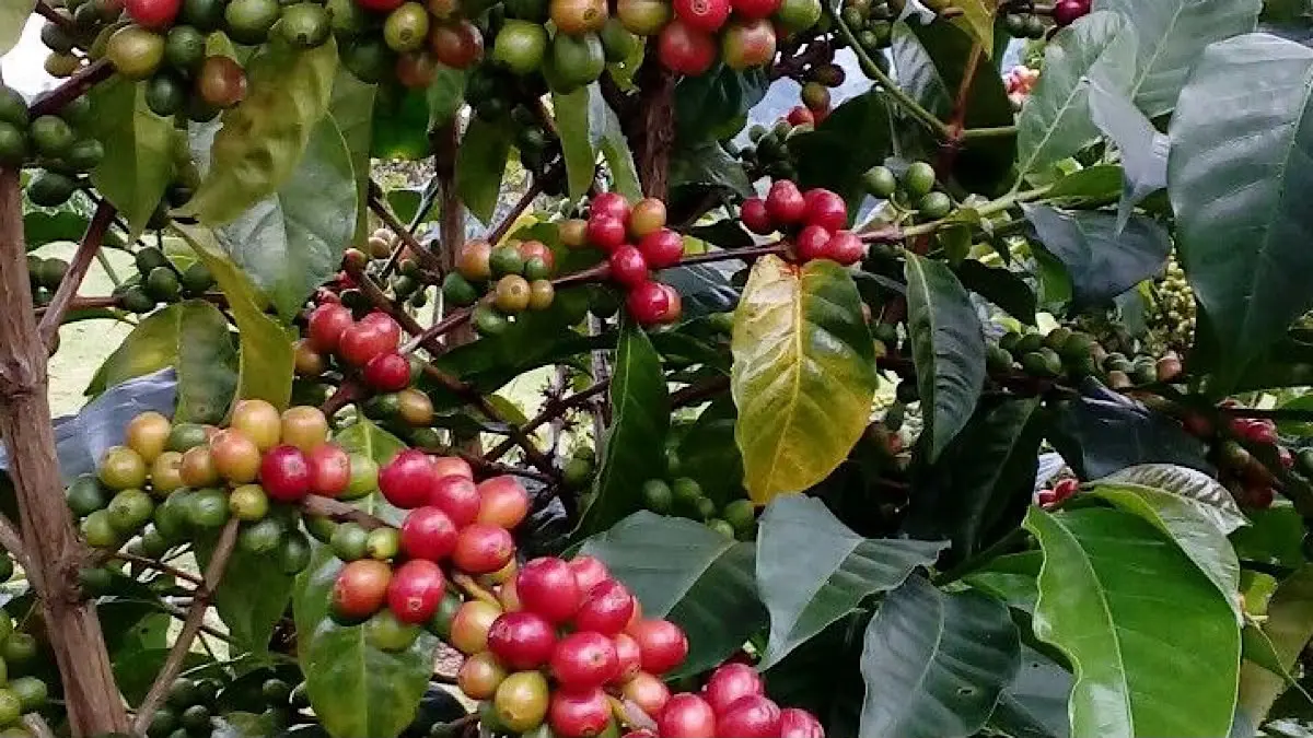 Inovasi Sistem Tanam Pagar Kopi: Solusi Efisien untuk Meningkatkan Produktivitas Petani Blitar