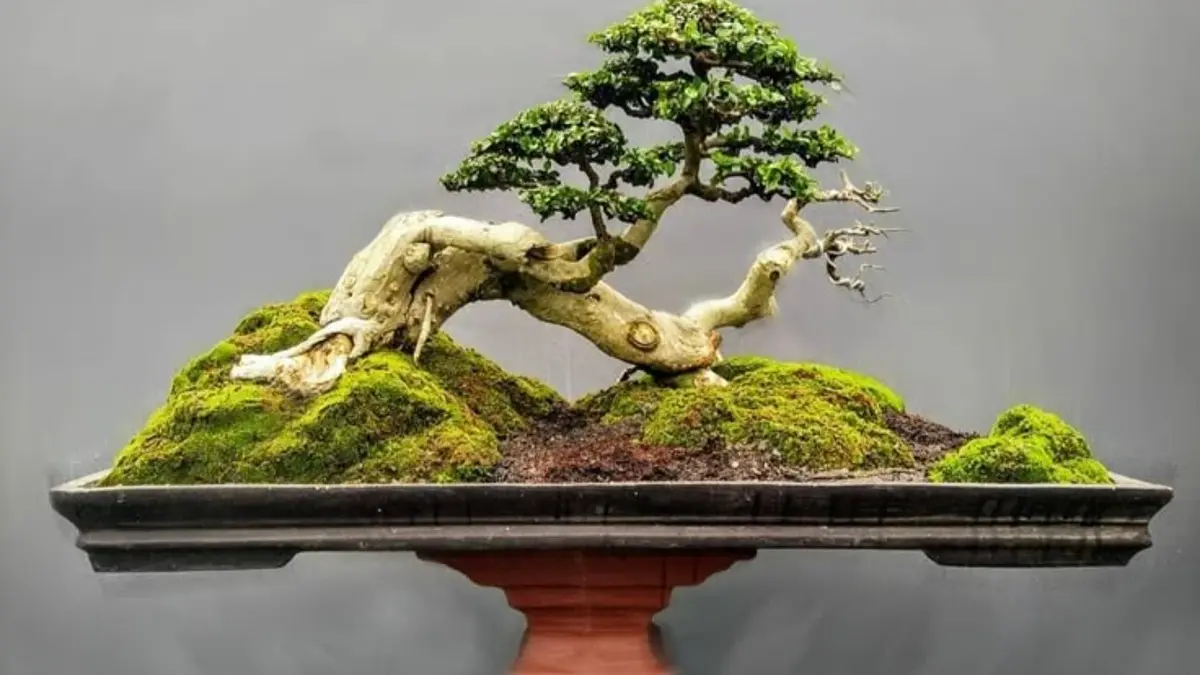 Keajaiban Bonsai Serut Purba 700 Tahun di Jombang: Kecintaan Pak Rifai terhadap Alam