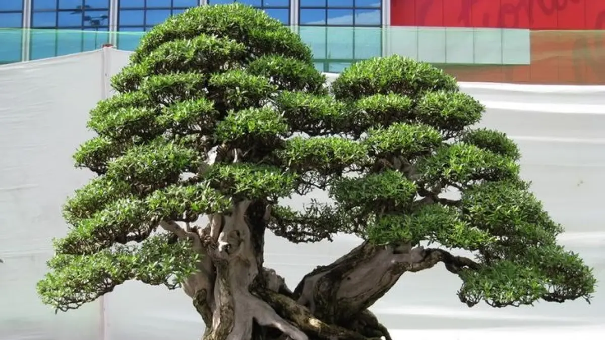 Keindahan Bonsai Rp750 Juta Berakar di Arta Bonsai Kota Batu