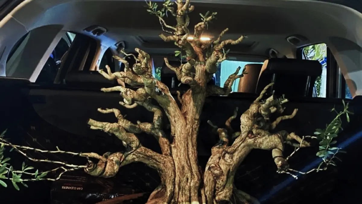 Keindahan Bonsai Tuban: Koleksi Menarik di Nursery Mr. Turinat