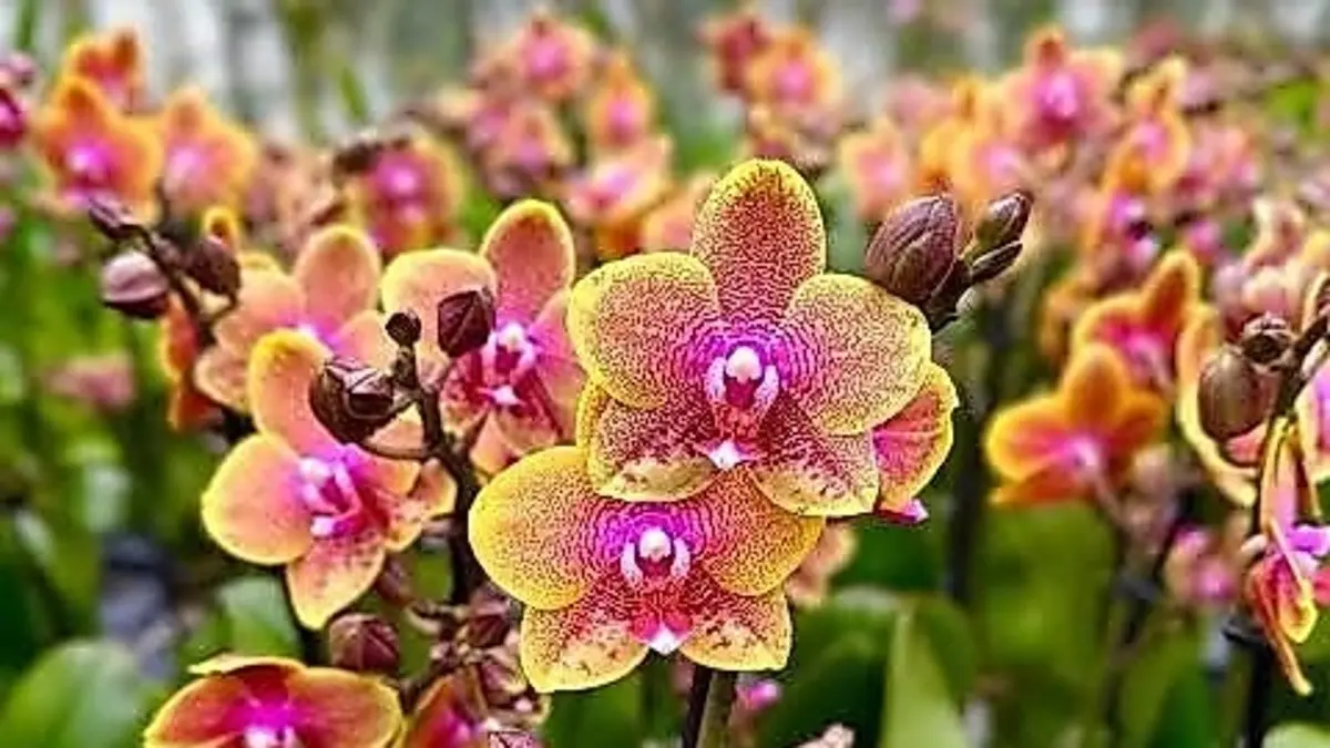Kiat Merawat Anggrek Bulan: Peluang untuk Florakultur di Blitar