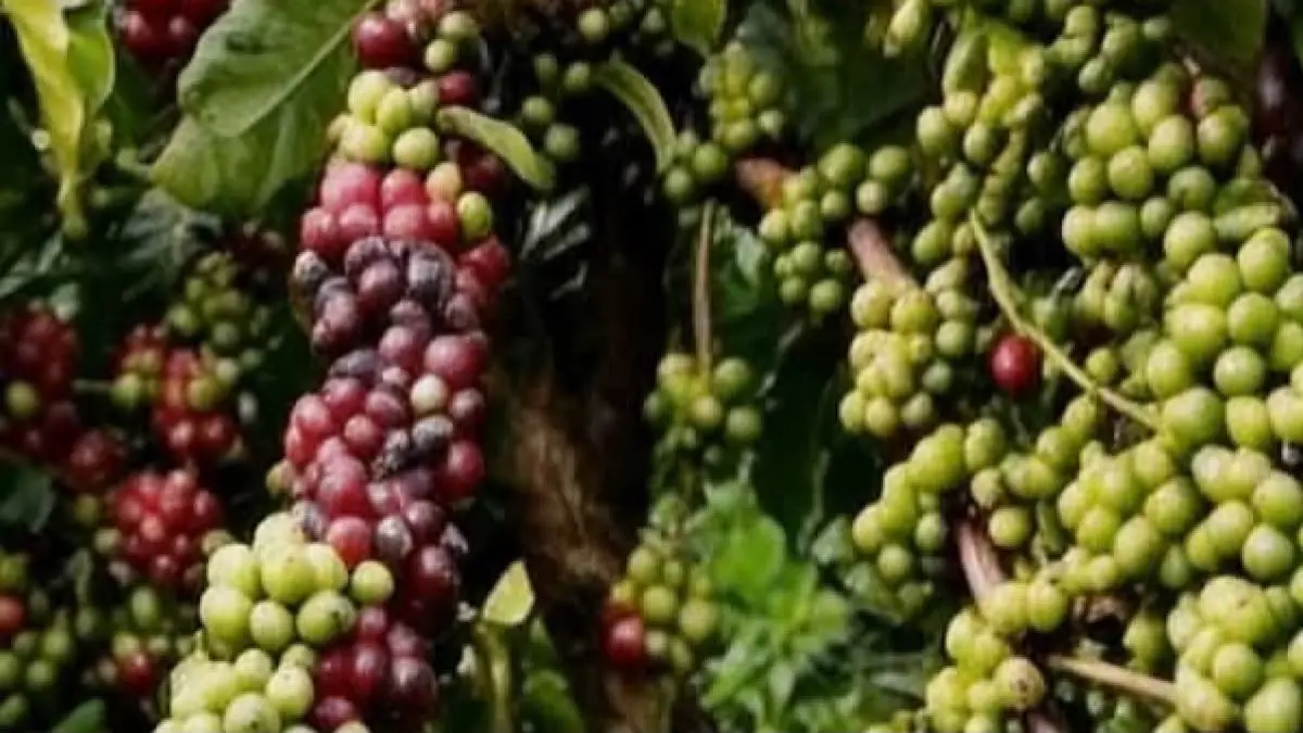 Kopi Arabika: Peluang dan Strategi Pasar Ekspor dari Desa Laksana, Blitar