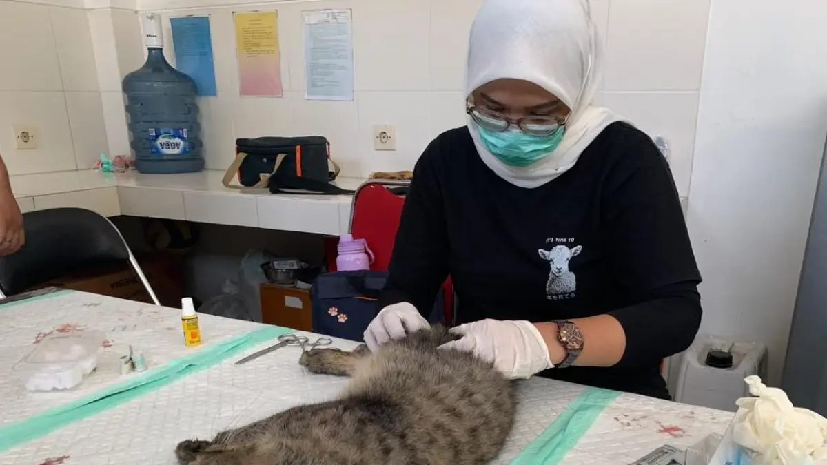 Kota Blitar Catat 1.209 Kucing, Kecamatan Sukorejo Mendominasi
