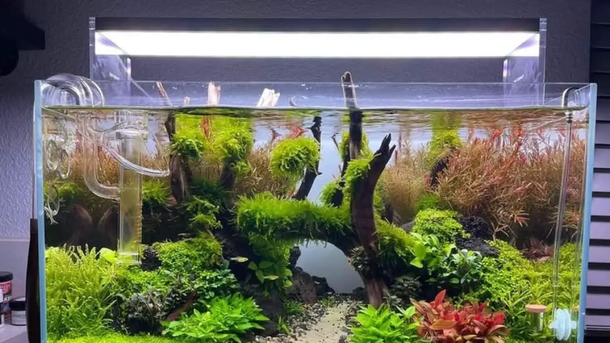 Membangun Aquascape Natural: Panduan Lengkap untuk Pembuat di Blitar