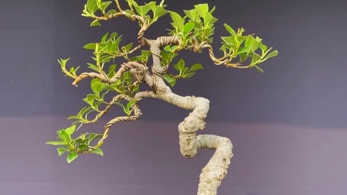 Menelusuri Keindahan Koleksi Bonsai Beringin Thaib Irawan: Dari Kimeng Hingga Beringin Jenggot