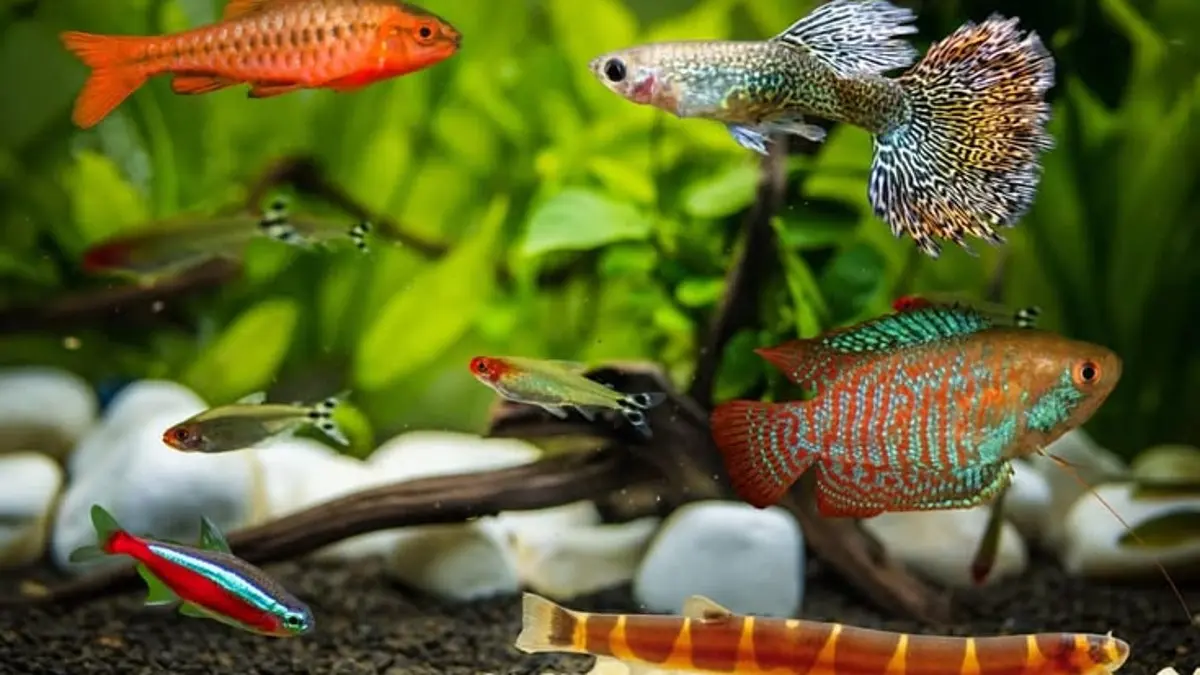 Mengenal 10 Jenis Ikan Hias Air Tawar yang Aman Diperlukan dalam Akuarium Komunitas di Blitar