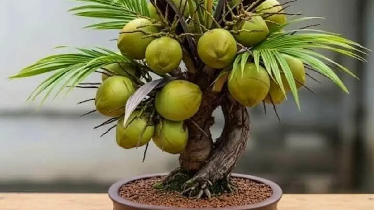Menggali Cara Pembentukan Bonsai Kelapa dengan Bonggol Besar di Blitar