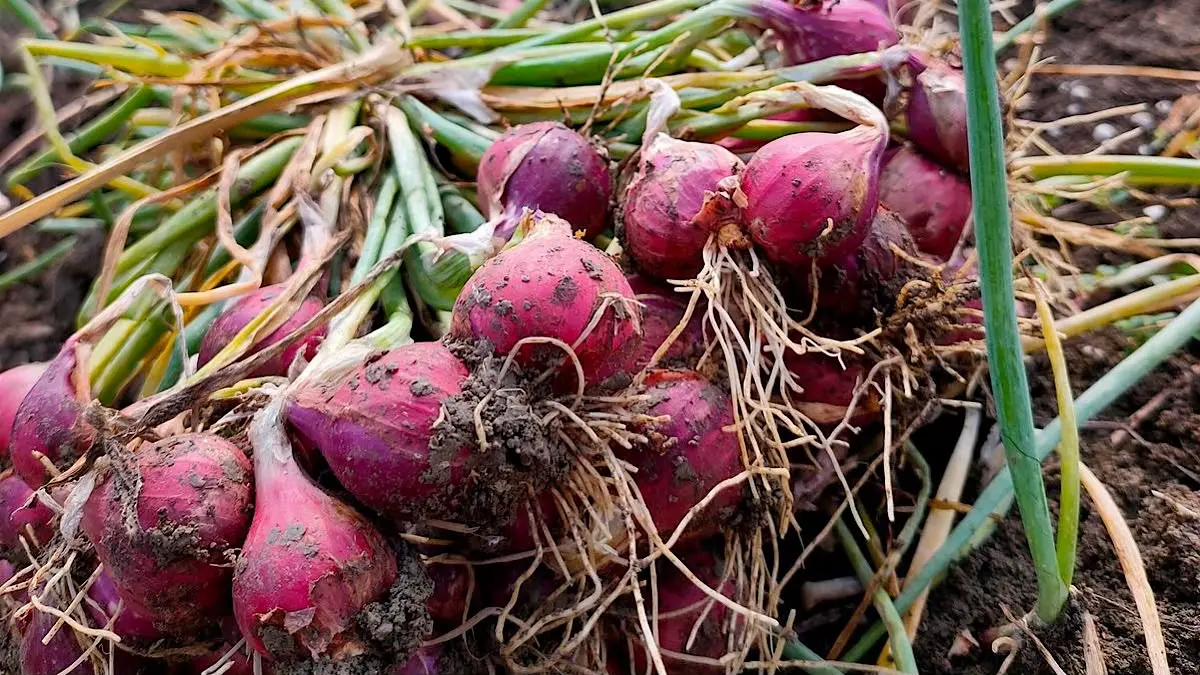 Menimbang Metode Tanam Bawang Merah: Umbi vs. Biji TSS untuk Petani Blitar
