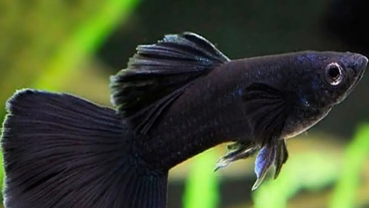 Metode Colony Breeding untuk Ternak Guppy: Solusi Efisien bagi Penghobi Ikan di Blitar