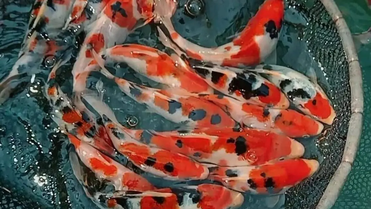 Muna Koi Farm: Harga Koi di Tulungagung Mulai Rp5.000 dengan Beragam Pilihan