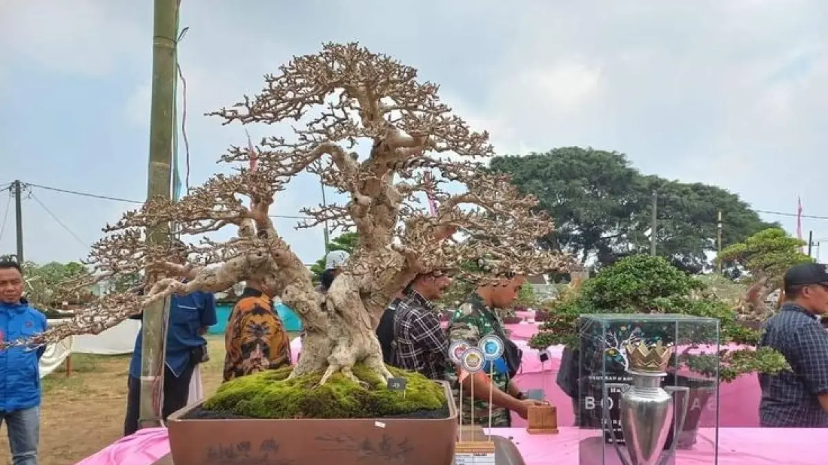 Pameran Bonsai Mewah Rp35 Juta di Lapangan Banteng Menyita Perhatian Pengunjung