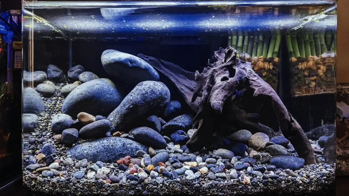 Panduan Aquascape Minimalis untuk Pemula: Pilihan Tanaman Rendah CO2 dan Perawatan yang Tepat