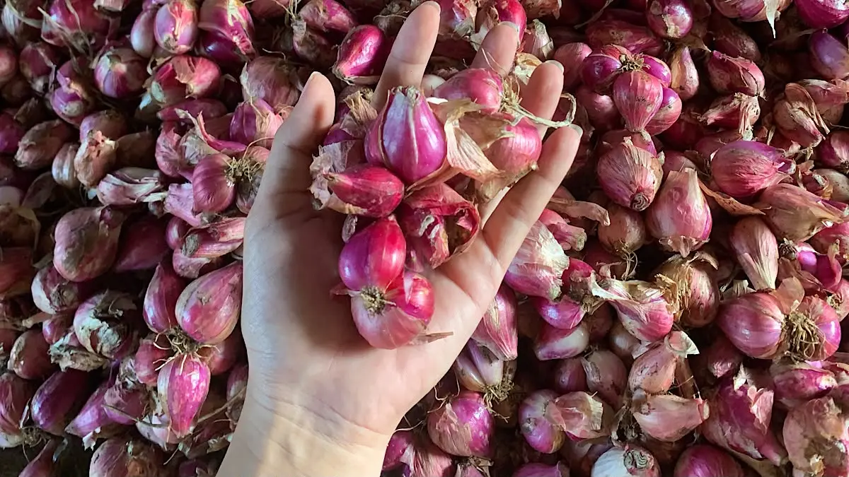 Panduan Lengkap Menanam Bawang Merah: Dari Persiapan hingga Panen untuk Petani Blitar