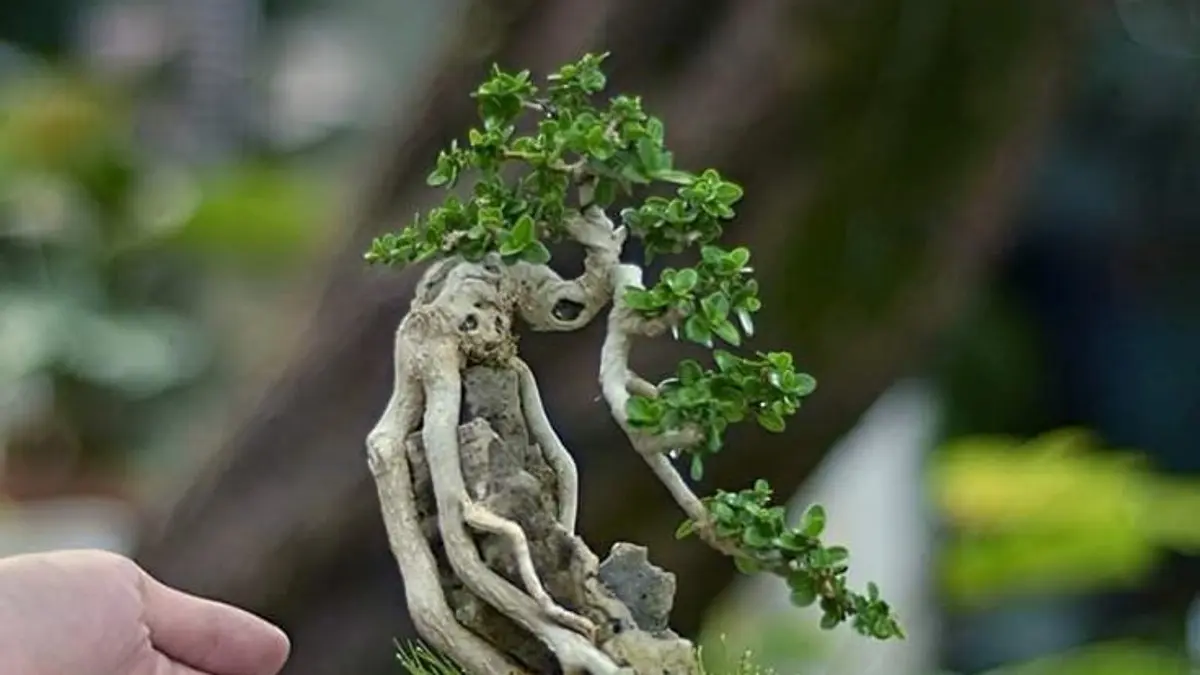 Panduan Lengkap Merawat Bonsai untuk Pemula di Blitar