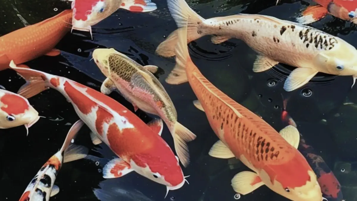 Panduan Lengkap Merawat Ikan Koi untuk Pertumbuhan yang Optimal di Blitar