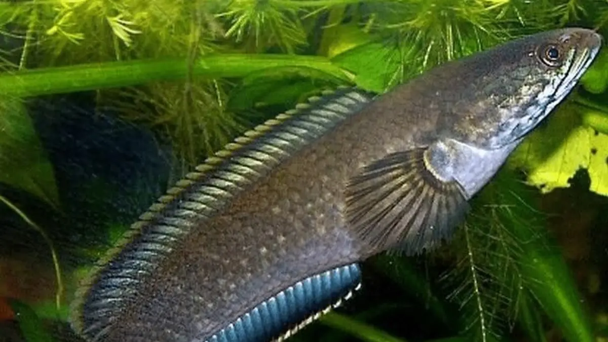 Panduan Lengkap Perawatan Ikan Channa untuk Penghobi di Blitar