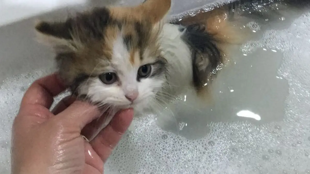 Panduan Memandikan Kucing di Rumah: Tips untuk Pemilik di Blitar