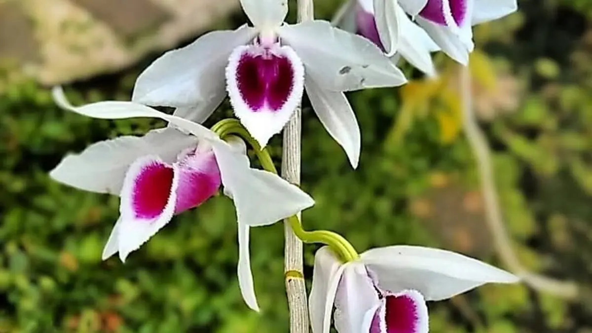 Panduan Menanam Anggrek Dendrobium di Musim Kemarau: Tips untuk Masyarakat Blitar