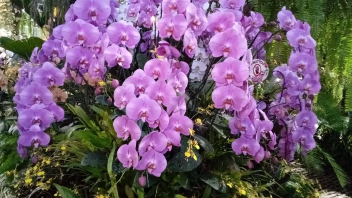 Panduan Menanam Anggrek Dendrobium untuk Pemula di Blitar
