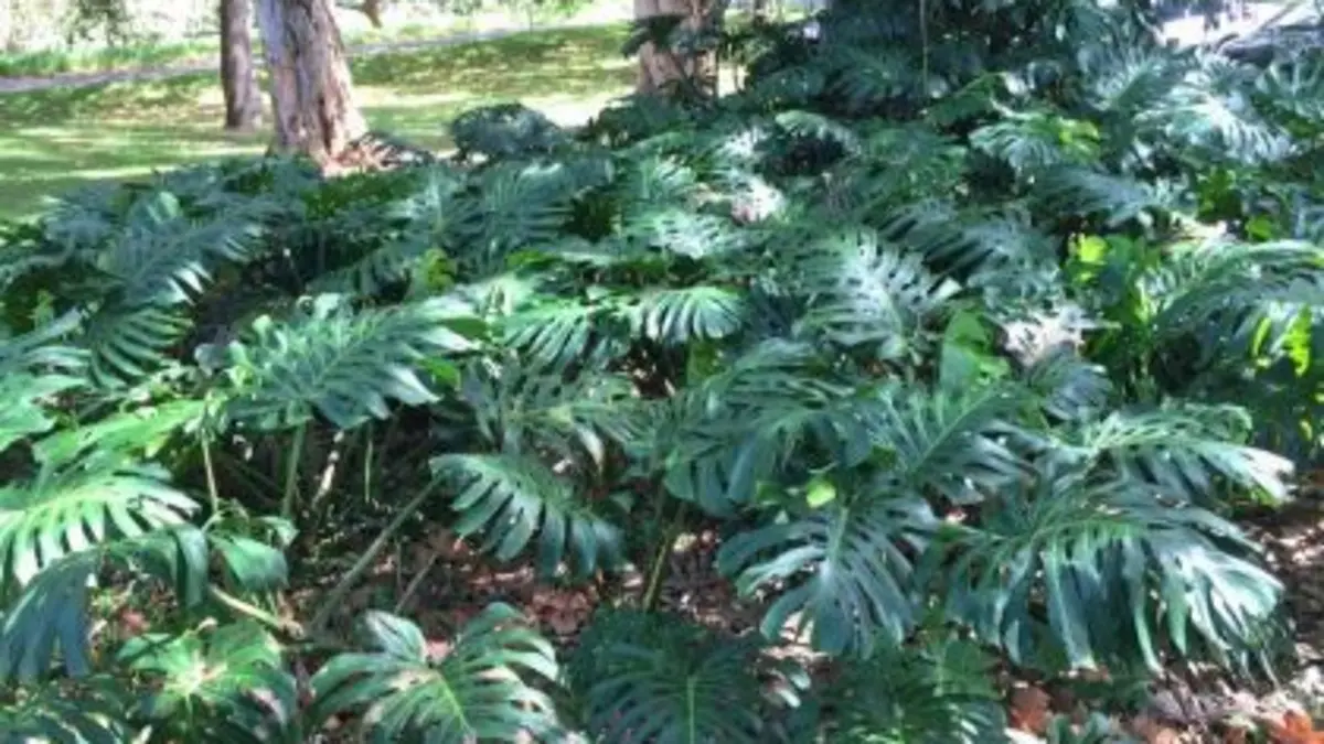 Panduan Merawat Monstera: Lima Tips untuk Tanaman Hias Sehat di Rumah Blitar