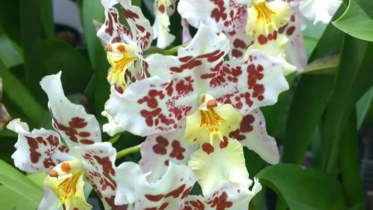 Panduan Perawatan Anggrek Oncidium: Menjaga Kesehatan Daun dan Tunas untuk Penggemar di Blitar