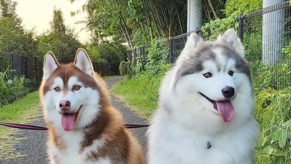 Panduan Perawatan Anjing Husky: Makanan, Vaksin, dan Kenyamanan Suhu untuk Kesehatan Optimal