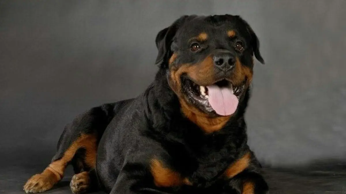 Pelatihan Anjing Dasar: Membangun Hubungan yang Kuat antara Pemilik dan Anjing di Blitar