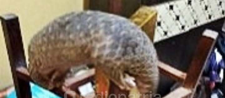 Pemadam Kebakaran Kota Blitar Berhasil Evakuasi Dua Satwa Dilindungi di Pertengahan 2026