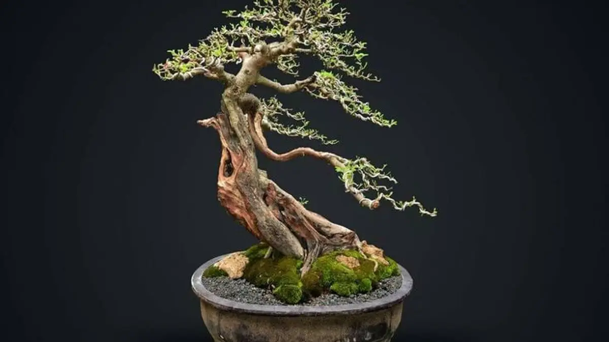 Perawatan Bonsai Klampis di Blitar: Cara Memotong dan Mengganti Media Tanam yang Benar