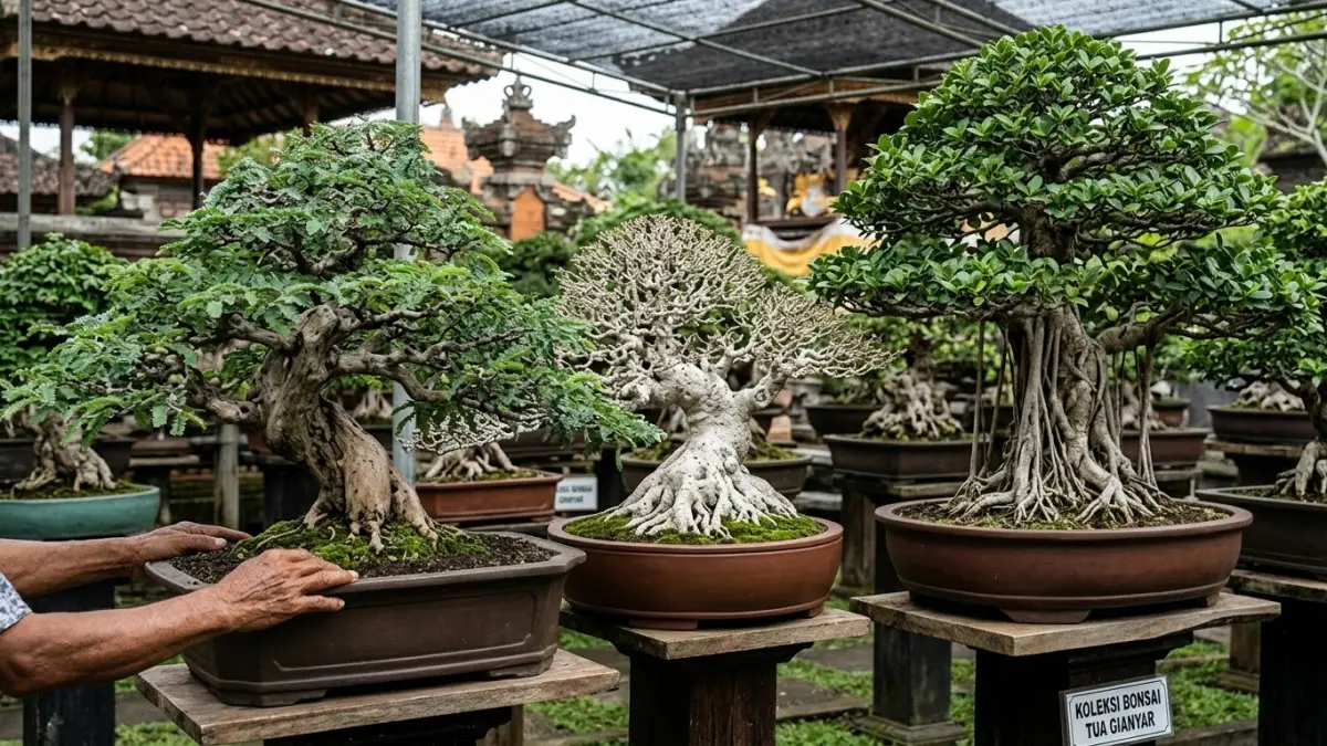 Pesona Koleksi Bonsai Tua di Gianyar: Representasi Keunikan Alam