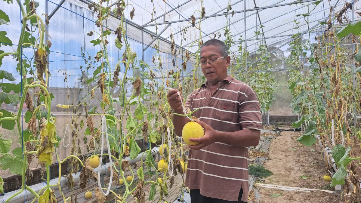 Petani Melon Hidroponik di Kesamben Hadapi Tantangan Hama di Musim Kemarau, Namun Tetap Berhasil Panen Lebih dari 1 Ton