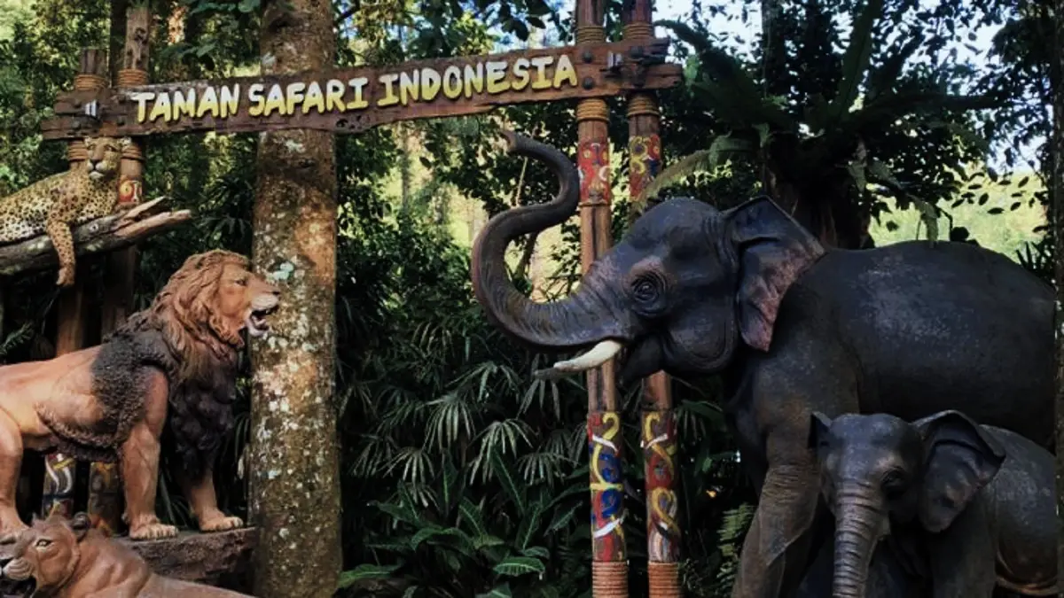 Petualangan Seru di Taman Safari Bogor: Saksi Kehidupan Satwa dari Kejauhan