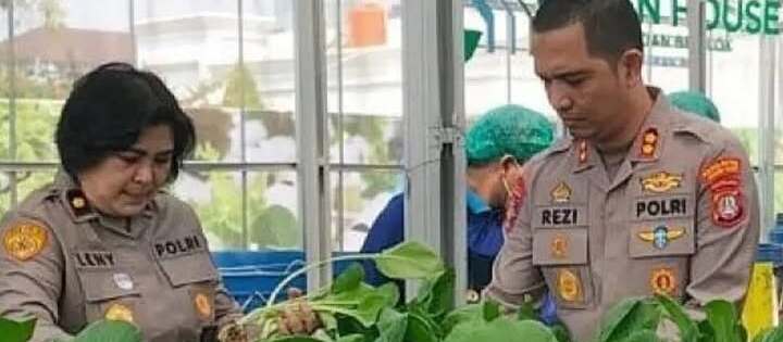Polda Metro Jaya Lakukan Panen Pakcoy untuk Program Makan Bergizi Gratis di Jakarta