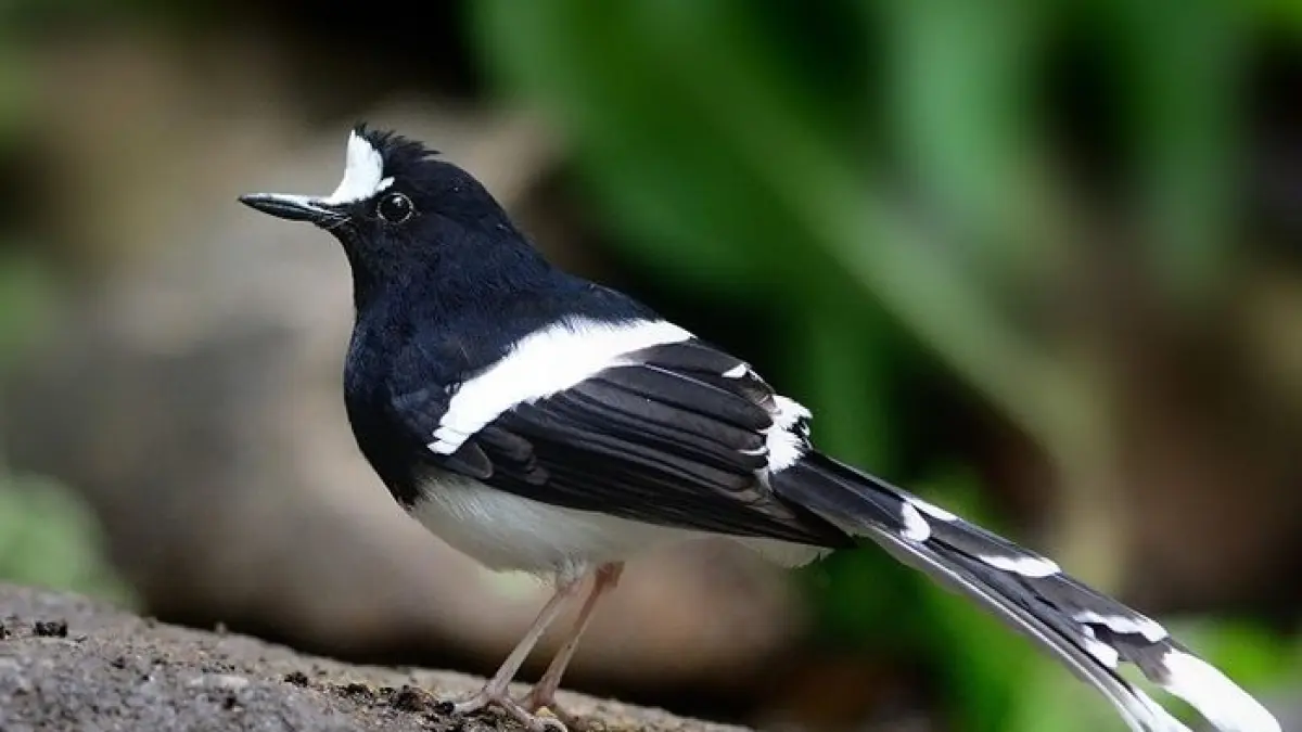 Promo Menarik Kacer di Pasar Pramuka: Dapatkan Bonus Burung Pilihan Hanya Rp210 Ribu