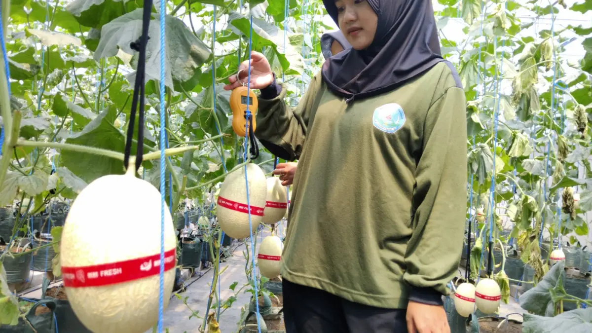 Siswa SMKN 1 Kademangan Berhasil Panen Melon, Tingkatkan Keterampilan Pertanian dan Pemasaran