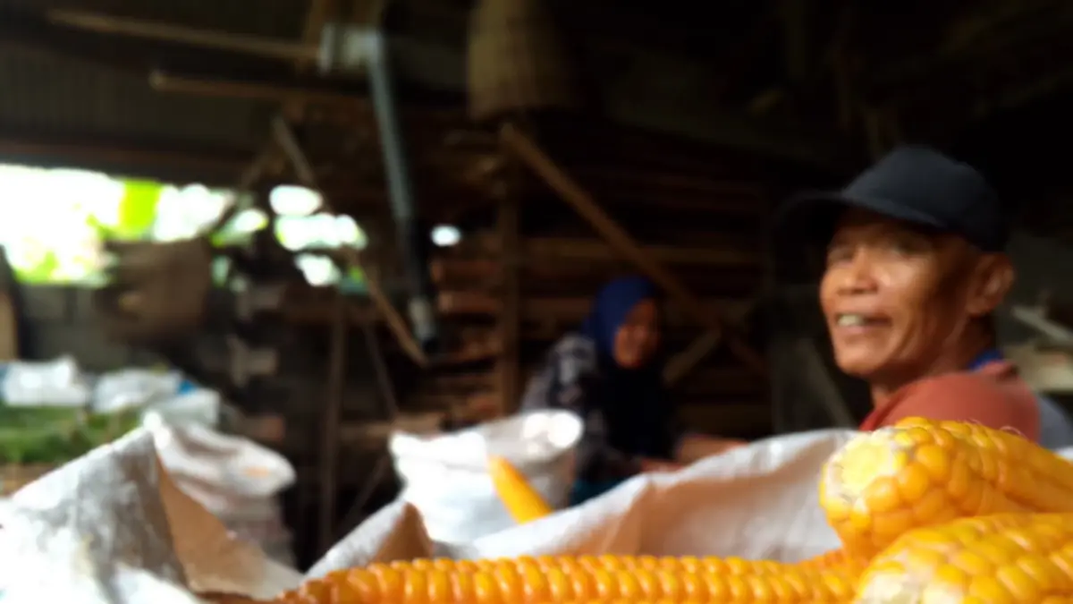 Stabilisasi Pasokan Jagung di Blitar: Koperasi Besar Hadir untuk Menjamin Harga Pakan Peternak