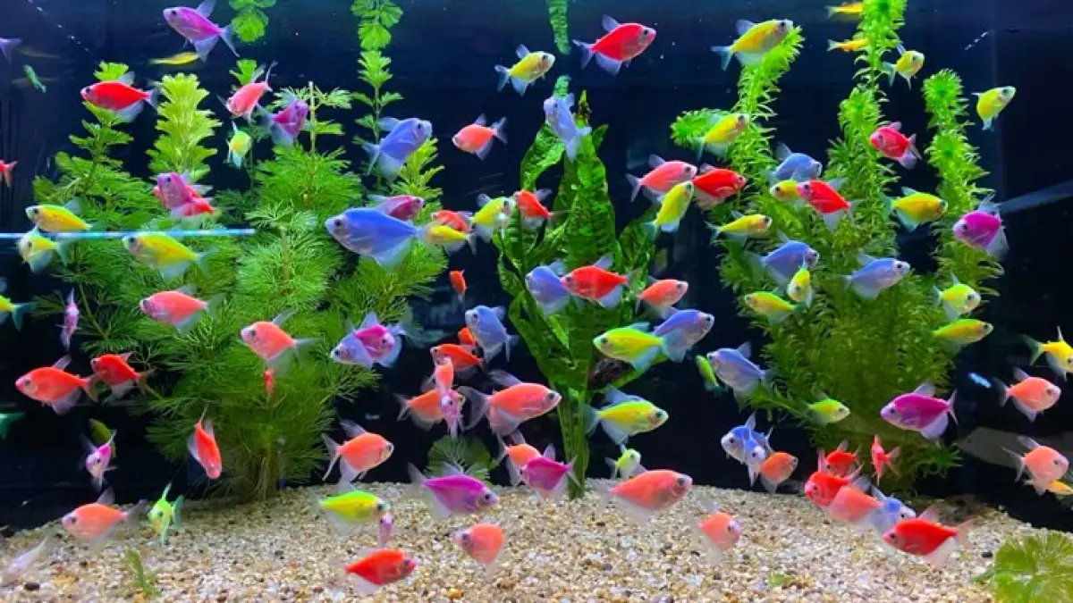 Strategi Budidaya Ikan Glofish dengan Modal Minim: Menghasilkan Ribuan Burayak di Blitar