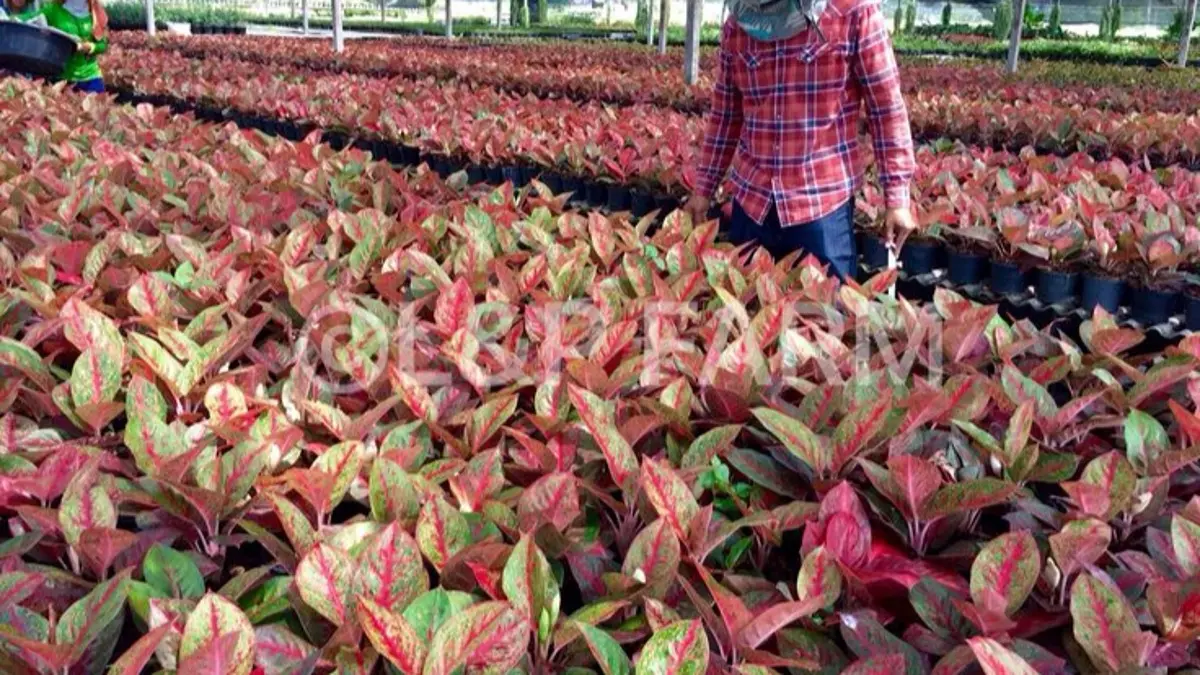 Tips Merawat Aglonema Merah Agar Daunnya Selalu Cerah dan Menawan