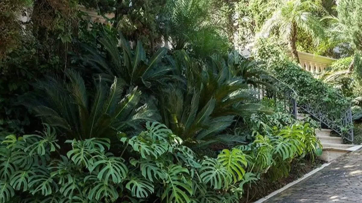Tips Perawatan Monstera Marmorata untuk Daun Besar dan Sehat di Blitar