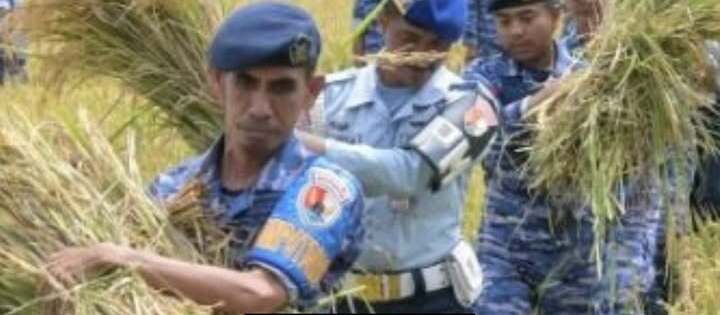 TNI AU Panen 17,5 Ton Gabah: Sumbangsih untuk Ketahanan Pangan Nasional